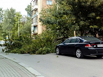 На улице Томской дерево упало в нескольких сантиметрах от автомобиля