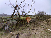 Калининградец получил два года условно за незаконно срубленные деревья на 2,5 млн рублей