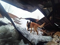 Собаки искали пострадавших под завалами в Калининграде