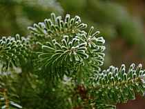 Перед Новым годом двое парней спилили в Янтарном 82 ели и пихты