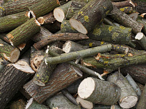 Депутаты и чиновники не договорились о легализации сбора валежника  