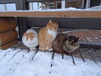 На Калининградскую область надвигается снежная буря