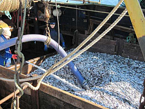 С начала года калининградские рыбаки наловили рыбы больше, чем за весь прошлый год 