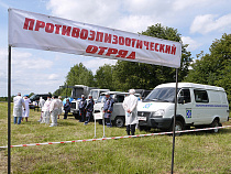 В Калининградской области по легенде изолировали очаг АЧС