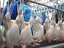 Завал Калининградской области курятиной из Китая продолжается