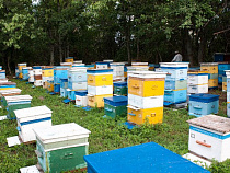 В Гусевском районе больные пчелы угрожают здоровью местных жителей