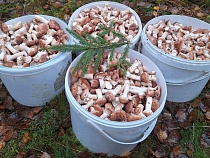 В Калининградской области началось второе нашествие грибов