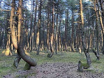  На Куршской косе на месяц закроют парковку у Танцующего леса 