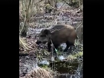 При въезде на Куршскую косу теперь будут искать оружие