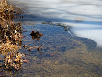 В Калининграде мужчина прыгнул в озеро за своей собакой