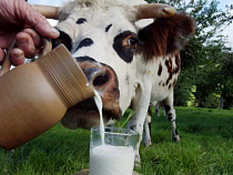 С 1 мая молочные напитки в России снова будут называться молоком