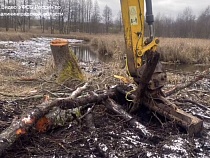 В Полесском районе ФСБ поймала двух любителей рубить лес