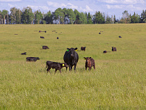 Суд приговорил четверых жителей Озёрского района к уголовному наказанию за кражу электропастухов с пастбищ «Мираторга»