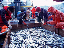 Рыбаки в этом году выловили на 3 тысячи тонн балтийской сельди больше