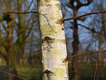 Автомобилист получит от РЖД более 88 тысяч рублей за упавшую берёзу – суд