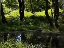 Прокуратура проверяет информацию о загрязнении Зимнего озера в Калининграде  