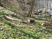 Мэрия предлагает горожанам забрать на дрова спиленные деревья