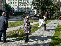 Мэрия отвергла деревья для озеленения на Красносельской и Белинского