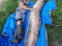 В Куршском заливе поймали гигантского сома 