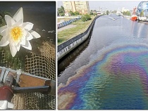 Экологи заметили выброс нефтепродуктов в центре Калининграда