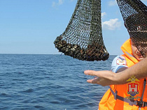 В районе Янтарного накрыли янтарщиков-подводников (видео)