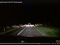 Калининградец заснял на видео «миграцию» косуль на Куршской косе 