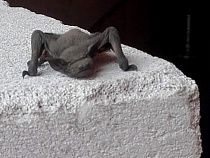 Калининградца испугала лысая летучая мышь (фото)
