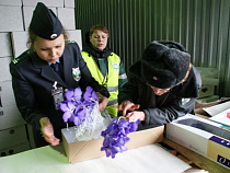  За неделю специалисты Россельхознадзора выявили 10 случаев заражения продукции карантинными объектами