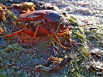 Учёные раскрыли секреты жуков на пляжах Балтийского моря (видео, фото)