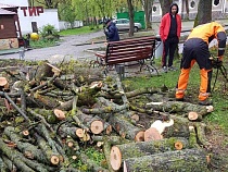 Желающих забрать дрова в Калининграде оказалось слишком много