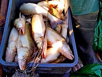 За 7 дней браконьеры региона наловили рыбы более чем на 100 тысяч рублей