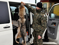 Немца, купившего в Калининграде шкуру волка, задержали в Гжехотках
