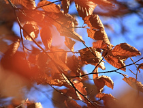 В первую неделю ноября в Калининградской области потеплеет до +12 градусов