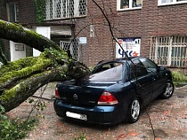 В Калининграде дерево нанесло крупный ущерб автомобилю