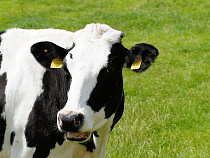 В Калининградской области на 9,2% выросли надои молока