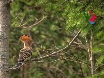 Люди ошалели от приземлившегося на востоке Калининградской области чуда