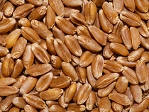 Пшеница из Чехии отправилась восвояси