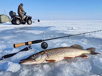 За эту рыбу в Калининградской области наказывают нещадно