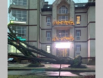 В Калининграде циклон «Герхильд» повалил более 20 деревьев