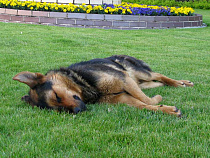 «Право на жизнь: «75% стерилизованных нами собак – суки»