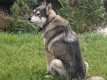 В Калининграде полицейский оставил «чудовище» без наказания