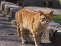Блогеры обвинили калининградцев в мошенничестве (видео)
