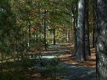 Клещи атакуют: за неделю пострадали 204 калининградца