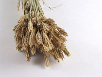 Немецкий агрохолдинг «Tupag» намерен производить зерно в Калининградской области