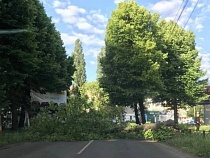 Дерево перекрыло дорогу в центре Калининграда 
