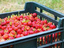 В Калининград через Китай: как Россельхознадзор пропускает товары в РФ