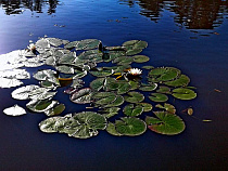 Эксперт: мелиорацию нужно передать на федеральный баланс