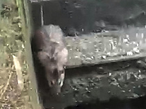 В Калининграде бесчинствуют стаи крупных крыс (видео)