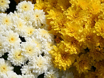 Калининградец решил подарить девушке цветы и украл 20 хризантем