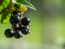 Открыт сезон сбора самой популярной в Калининградской области ягоды